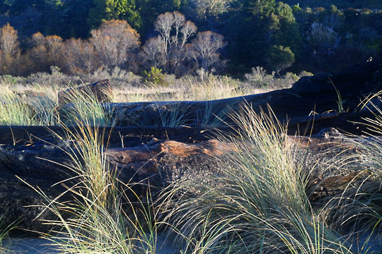 grass and trees on beach graphic